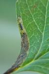 Stigmella perpygmaeella