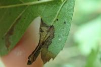 Phyllonorycter oxyacanthae