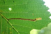 Stigmella lemniscella