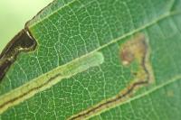 Stigmella ulmivora