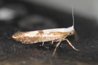 Argyresthia gr. pruniella