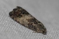 Cydia splendana