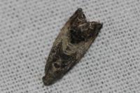Cydia splendana