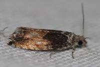Epinotia nisella
