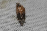 Epinotia nisella