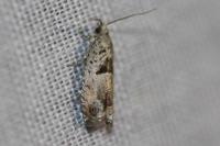 Epinotia ramella