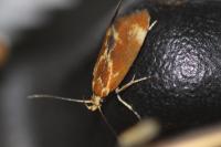 Metalampra