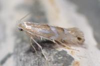 Phyllonorycter