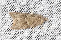 Cnephasia incertana
