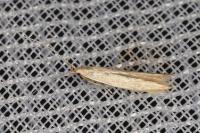 Coleophora glaucicolella