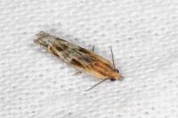 Eucosma cana