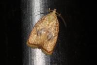 Acleris forsskaleana