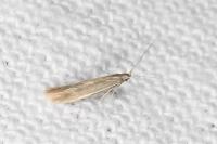 Coleophora caespititiella