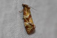 Aethes hartmanniana