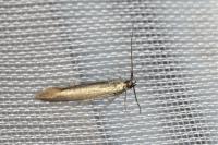 Coleophora deauratella
