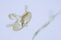 Coleophora deauratella
