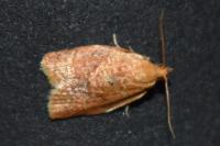 Clepsis consimilana