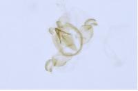 Opostega salaciella
