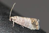 Cydia pomonella