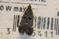 Dichomeris alacella