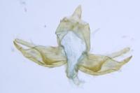 Blastobasis glandulella