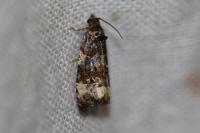 Endothenia gr. gentianaeana