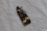 Endothenia gr. gentianaeana