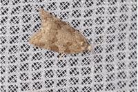 Cnephasia incertana