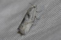 Eucosma metzneriana