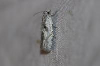 Eucosma metzneriana