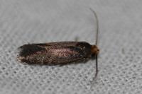 Cephimallota crassiflavella