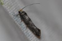Paraswammerdamia nebulella