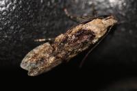 Carpatolechia decorella
