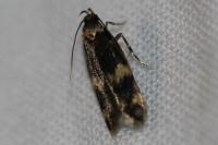 Oegoconia