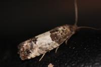 Spilonota ocellana