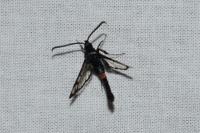 Synanthedon myopaeformis