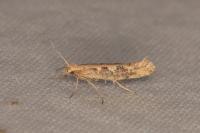 Plutella xylostella
