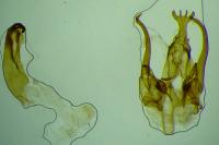 Psoricoptera gibbosella