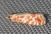 Rhyacionia pinicolana