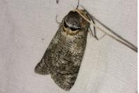 Cossus cossus