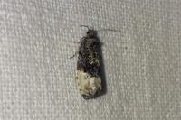 Hedya nubiferana