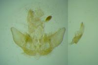 Agonopterix ferulae