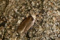 Agonopterix ferulae
