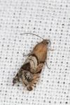 Cydia interscindana