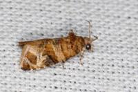 Lobesia botrana