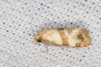 Phalonidia contractana