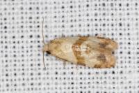 Phalonidia contractana