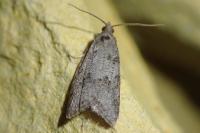 Cnephasia incertana