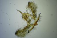 Cnephasia incertana
