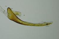 Cnephasia incertana